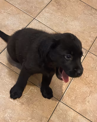 Labrador