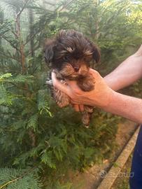 Bimbi Yorkshire