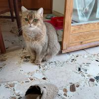 Brithish shorteir 10 mesi