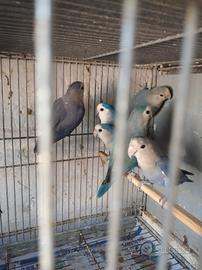 canarini, inseparabili, cocorite 