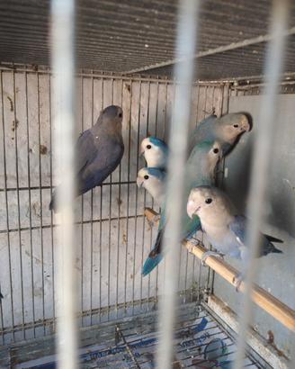 canarini, inseparabili, cocorite 