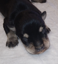 Cuccioli di schnauzer nano