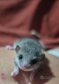 Mini ghiri africani