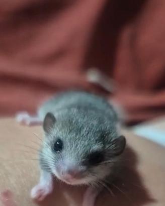Mini ghiri africani