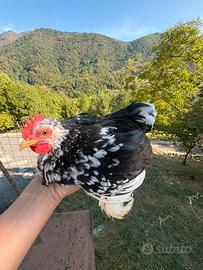 Galline