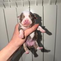 Chihuahua