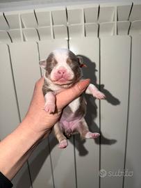 Chihuahua