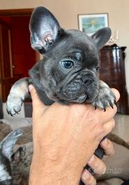 Cucciolo bulldog francese esotico