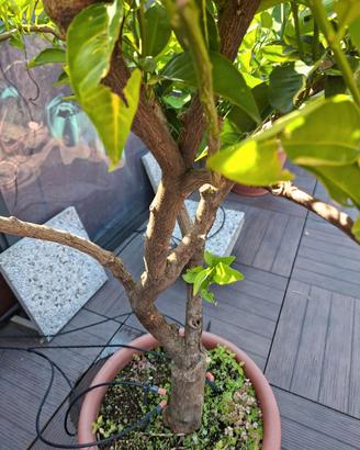 Bonsai arancio in vaso