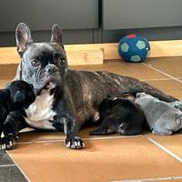Bulldog francesi