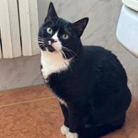 Lucio adozione del cuore