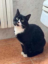 Lucio adozione del cuore