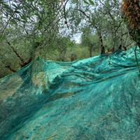 Uliveto Cappella Alta Lucca