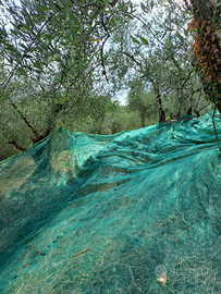 Uliveto Cappella Alta Lucca