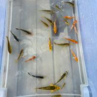 Carpe koi