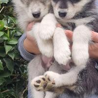 Cucciolo Siberian husky maschio con pedigree