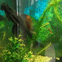 Pesci pulitore Ancistrus - Ancostrus - Hypostomus