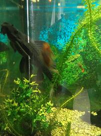 Pesci pulitore Ancistrus - Ancostrus - Hypostomus