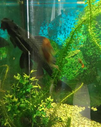 Pesci pulitore Ancistrus - Ancostrus - Hypostomus