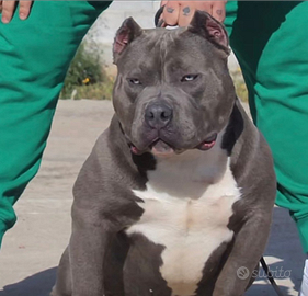 American bully poket
