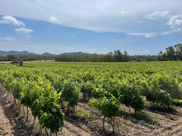 Terreno agricolo con vigneto