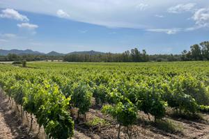 Terreno agricolo con vigneto