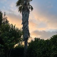 Palme alte