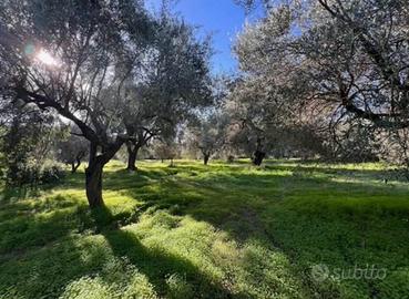 Dolianova uliveto 51 pisnte