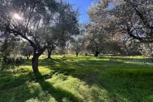 Dolianova uliveto 51 pisnte