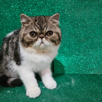 Gatto persiano ipertipico bicolore exotic