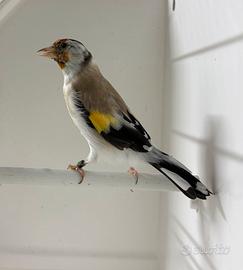 Cardelline Agata