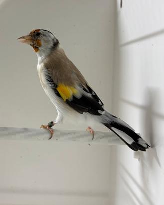 Cardelline Agata