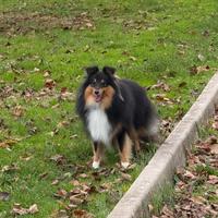 Shetland Sheepdog ( Sheltie )