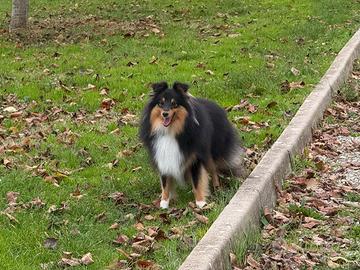 Shetland Sheepdog ( Sheltie )