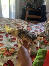 Animali
