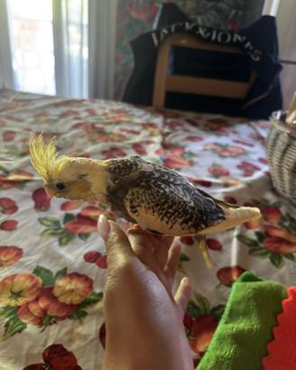 Animali