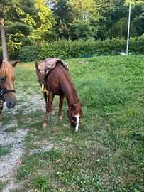 Quarter horse