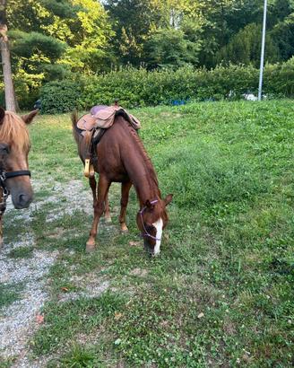 Quarter horse