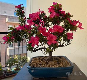Bonsai Azalea Satsuki