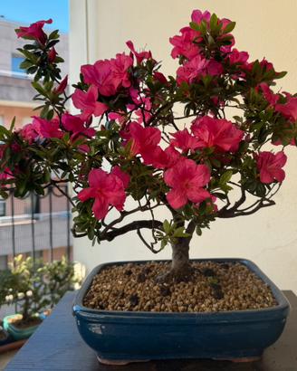 Bonsai Azalea Satsuki