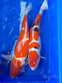 Koi doitsu