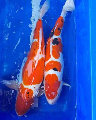 Koi doitsu