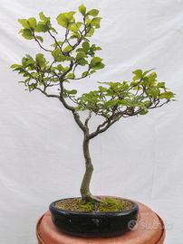 Bonsai di faggio 