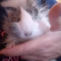 Porcellini d india (cavie peruviane)