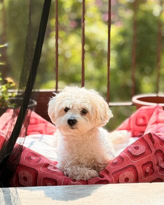 Cucciolo in adozione gratuita