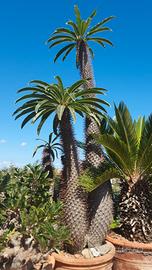 Pachypodium lamerei