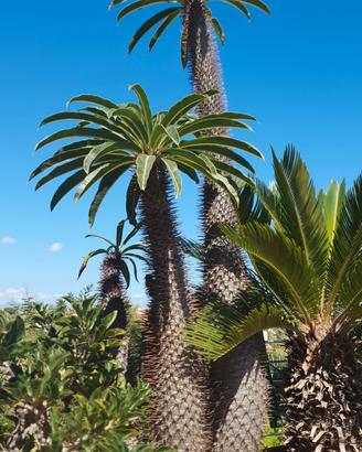 Pachypodium lamerei