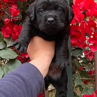 Labrador con pedigree
