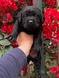 Labrador con pedigree