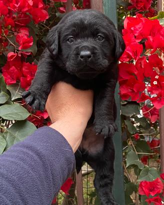 Labrador con pedigree